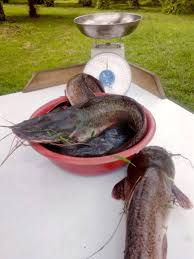 a link showing some catfish and a scale