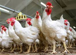 some group of broilers