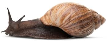 a link showing a snail